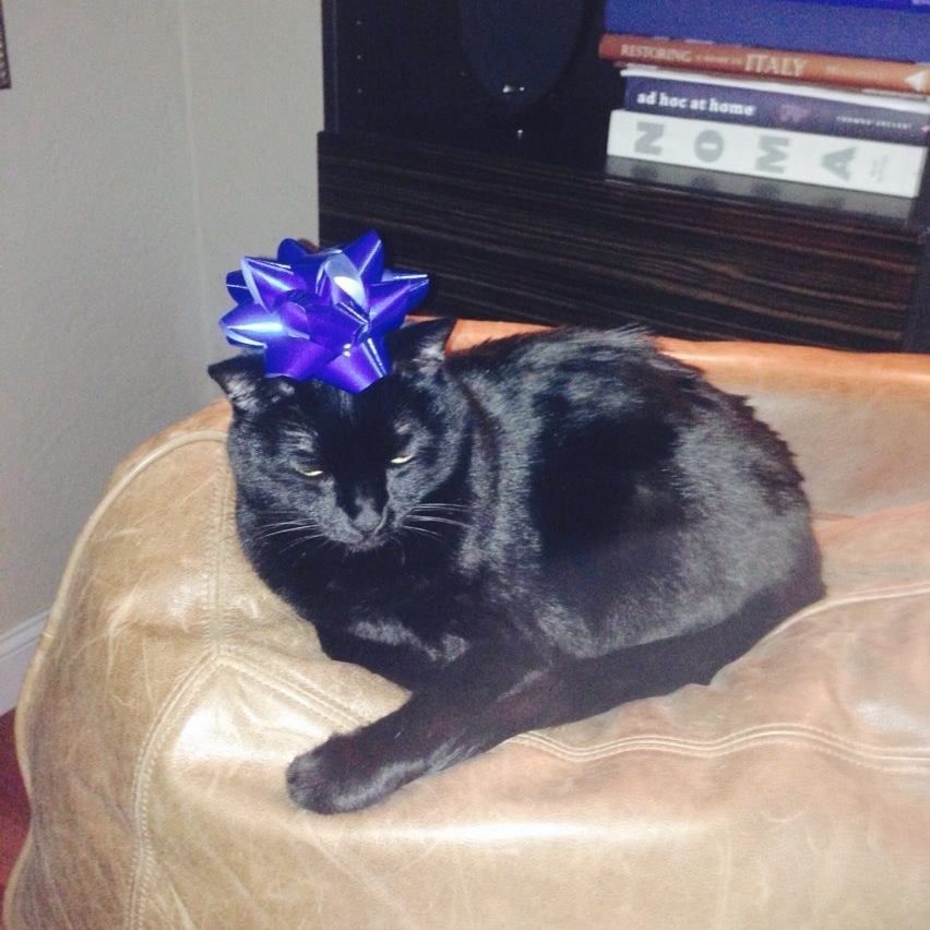 Christmas Cats